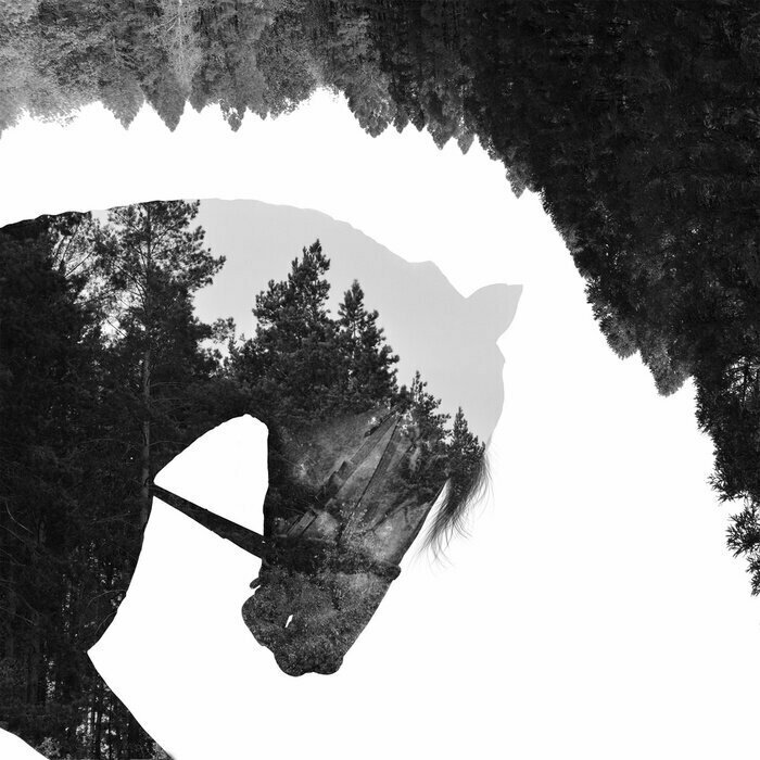 Fototapete Ein monochromes Pferd in einer Komposition mit Tannen