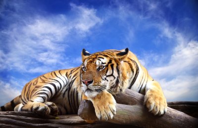 Fototapete Tiger am blauen himmel