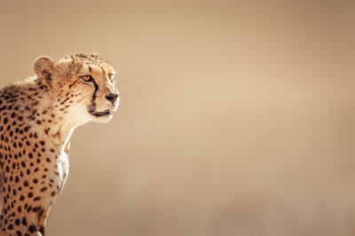 Fototapete Getüpfeltes Tier in der Savanne