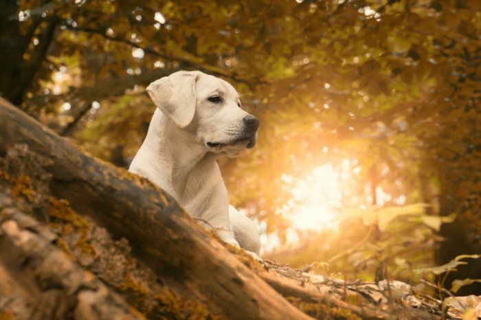 Fototapete Labradorhund vor einer Herbstlandschaft