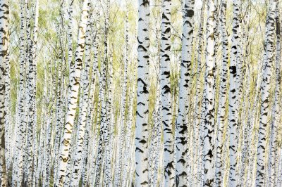 Fototapete Bäume schwarz weiß