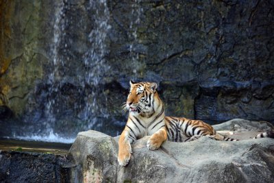 Fototapete Porträt eines tigers auf steinen