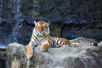 Fototapete Auf felsen schlafender tiger