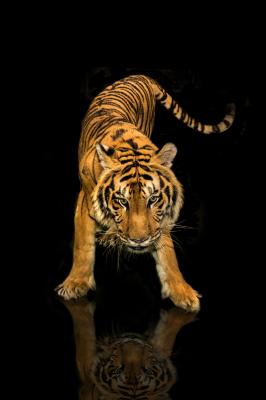 Sticker Tiger in bewegung vor einem dunklen hintergrund