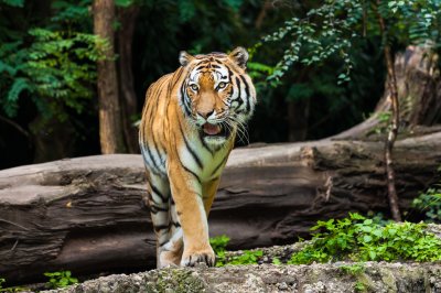Fototapete Majestätischer tiger im wald