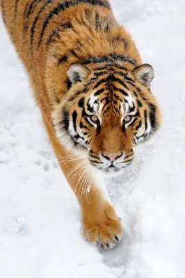 Fototapete Sibirischer tiger im schnee