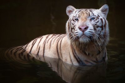 Fototapete Weißer tiger im wasser