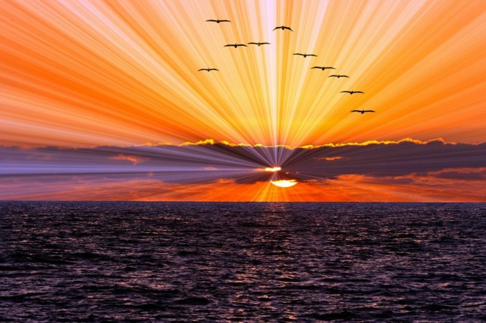 Fototapete Fliegende Vögel über dem Meer bei Sonnenuntergang