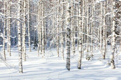 Fototapete Birken im Winter