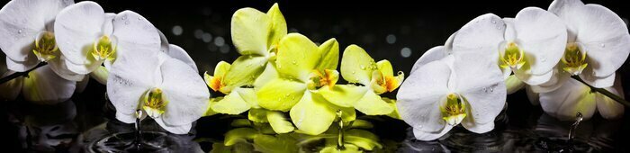 Fototapete Weiße und gelbe Orchideen mit Wassertropfen