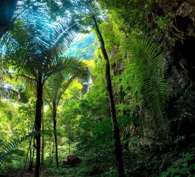 Fototapete Tropen und grüner Dschungel