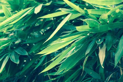 Fototapete Grüne Bambusblätter