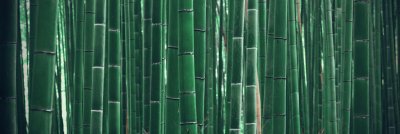 Fototapete Grüne Bambussprossen