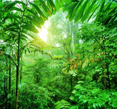 Fototapete Heller Dschungel