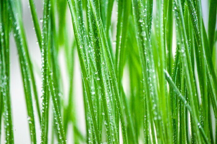 Fototapete Tautropfen auf grünem Gras