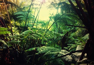 Fototapete Dschungel im Retro-Stil