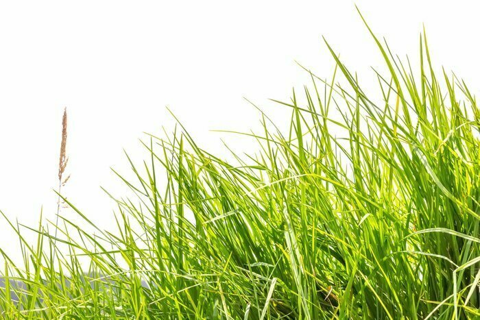 Fototapete Hohes grünes Gras und Berge im Hintergrund