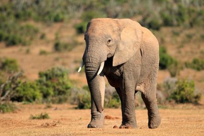 Fototapete Elefant in Südafrika