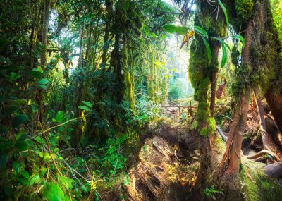 Fototapete Pflanzen des tropischen Dschungels
