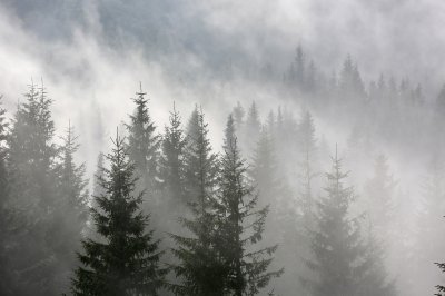 Fototapete Tannenbäume mit nebligen wald im hintergrund