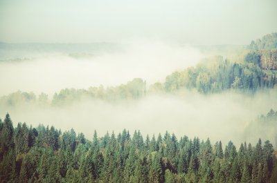 Fototapete Grüne bäume auf nebligem hintergrund