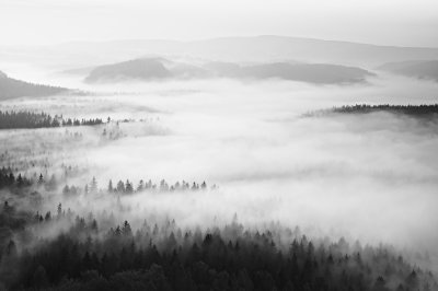 Fototapete Wald im nebel monochromatischer