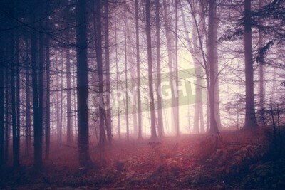 Fototapete Herbstlicher wald retro