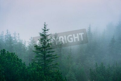 Fototapete Nadelbäume in der herbstaura