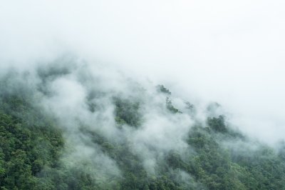 Fototapete Nebel in den wäldern