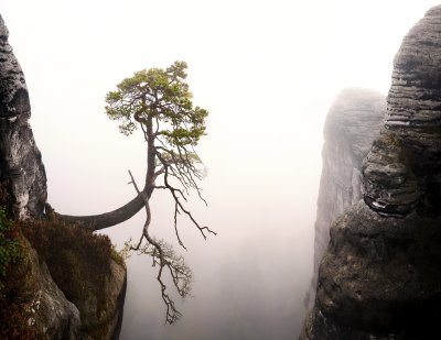 Fototapete Baum über einem abhang