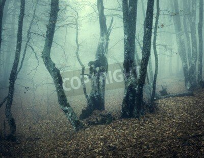 Fototapete Düstere baumstämme