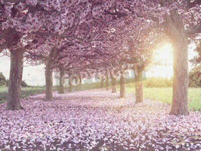 Fototapete Baum mit rosa Blumen
