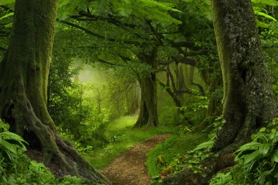 Fototapete Dichte Tropen in Asien