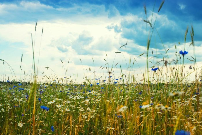 Fototapete Kornblumen und Gänseblümchen auf einem Feld