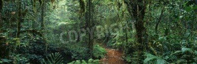 Fototapete Dunkler düsterer Dschungel