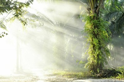 Fototapete Sonniger Morgen im tropischen Wald mit Palmen